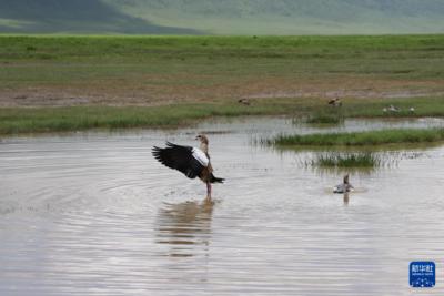 走进坦桑尼亚恩戈罗恩戈罗自然保护区
