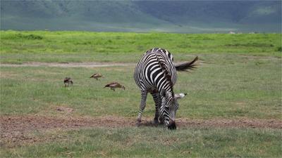 走进坦桑尼亚恩戈罗恩戈罗自然保护区
