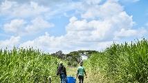 Feature: Chinese-invented Juncao grass changing fortunes of Kenya's dairy farmers