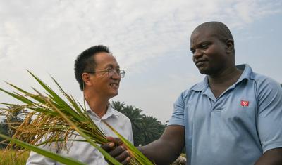 一带一路·零距离丨中国杂交水稻的非洲味道