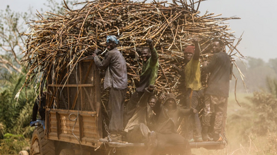 中企项目让多哥百姓生活更“甜蜜”