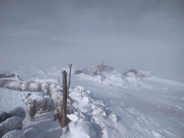 蒙古国已有61万多头牲畜因极寒天气而死亡