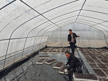 陕西紫阳县烟草：新春育苗忙  播种新希望
