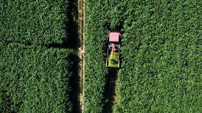 通讯｜造福太平洋岛国的“幸福草”