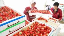 Uptick in local specialty consumption fuels China's rural revitalization