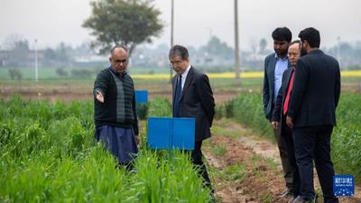 通讯｜中巴农业合作助力巴基斯坦培育小麦新品种