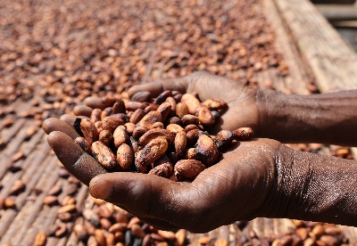 非洲可可豆减产　全球巧克力恐更贵