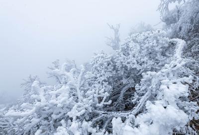 贵州道真:春日雪景美如画（下）