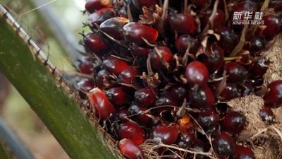 马来西亚衍生产品交易所上市豆油期货 挂钩中国期货价格