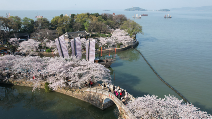 Int'l cherry blossom festival opens in east China
