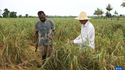 共话中国经济新机遇｜通讯：中国水稻专家助力斐济大米自给计划