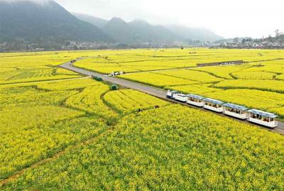 贵州贵定：“金海雪山”花开正盛 踏春正当时