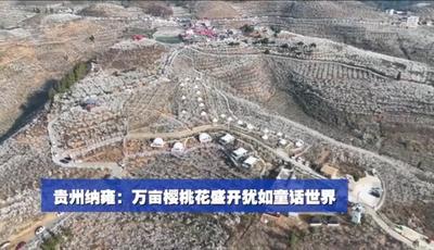 贵州纳雍：万亩樱桃花盛开犹如童话世界