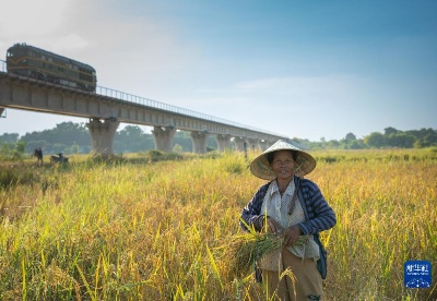老挝：秋收时节