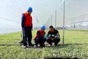 State Grid unit ups support for watermelon spring farming in Tianjin with reliable power supply