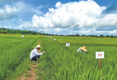 中国农业专家助力科特迪瓦水稻种植业现代化转型