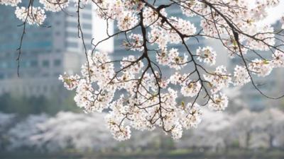 韩国首尔进入樱花季