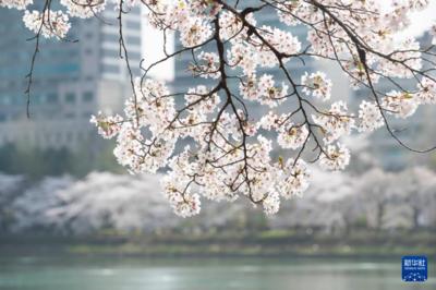 韩国首尔进入樱花季