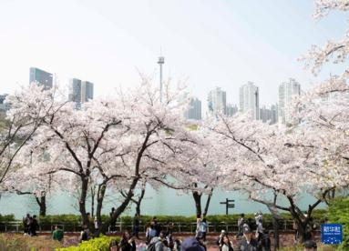 韩国首尔进入樱花季