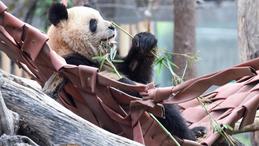 China to send Spain new panda couple on April 29