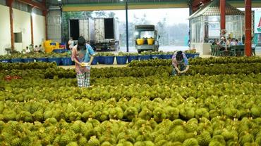 China sees thriving fruit trade with Mekong River countries