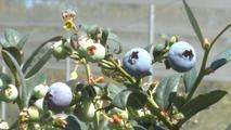 GLOBALink | Zimbabwean blueberry producers seek access to Chinese market