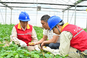 State Grid unit powers globalization of SW China's Wuxi virus-free potatoes