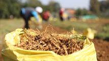 Enterprise in E. China's Shandong Weihai dedicated to American ginseng products dev't 