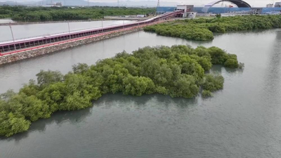 世界环境日丨探访中企助力印尼修复红树林工程