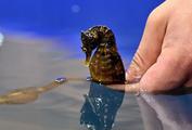 Rizhao City in E. China's Shandong develops seahorse breeding industry 