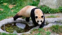 Giant panda star Fu Bao greets the public in southwest China