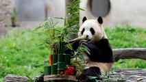 ROK-born giant panda Fu Bao greets the public in SW China, promoting bond between two countries