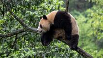 Giant pandas leave hometown for U.S.