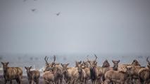 China, France establish international biodiversity research network