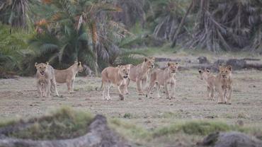 Kenya hosts forum on enhancing cooperation with China in wildlife conservation