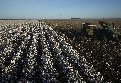可持续生产模式让巴西棉花“凤凰涅槃”