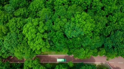 中国加强森林碳汇建设促进实现碳中和目标