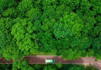 中国加强森林碳汇建设促进实现碳中和目标