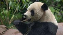 Panda pair from China to debut at U.S. San Diego Zoo next month