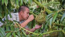 China, ASEAN members establish durian sci-tech innovation alliance