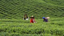 China sees growing foreign trade volume of tea in H1