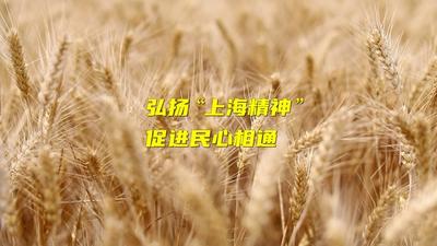 微视频｜弘扬“上海精神” 促进民心相通