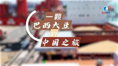 全球连线｜一颗巴西大豆的中国之旅