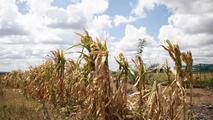 China provides emergency food assistance to Zimbabwe amid El Nino-induced drought