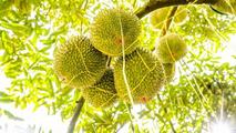 Malaysia begins exporting fresh durian to China