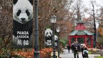 A double blessing: twin panda cubs bring joy to Berlin