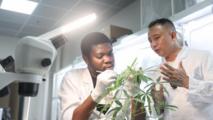 China's cassava cultivation know-how ignites new hope in Africa