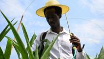 "Laowai" in China | Rwandan student learns maize cultivation techniques in China