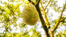 Fresh Malaysian durians debut in China, set to spike in popularity