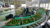 Zimbabwe welcomes protocol on avocado exports to China